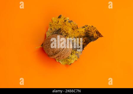 Walnuss im Herbst Stockfoto