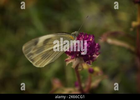 Srinagar, Jammu Und Kaschmir, Indien. 11. Oktober 2022. In der Poonch-Gegend von Jammu und Kaschmir wurde ein Schmetterling gesehen, der Nektar von einer Blume sammelte. (Bild: © Mubashir Hassan/Pacific Press via ZUMA Press Wire) Stockfoto