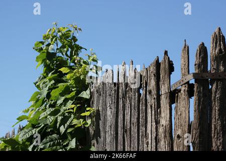 Grüne Sommerreben, die auf einem alten verwitterten Holzzaun wachsen. Stockfoto