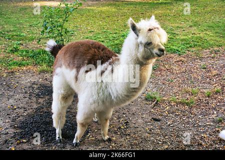 Niedliche Alpaka auf dem Bauernhof. Schöne und lustige Tiere aus ( Vicugna pacos ) ist eine Art südamerikanischer Kameliden. Stockfoto