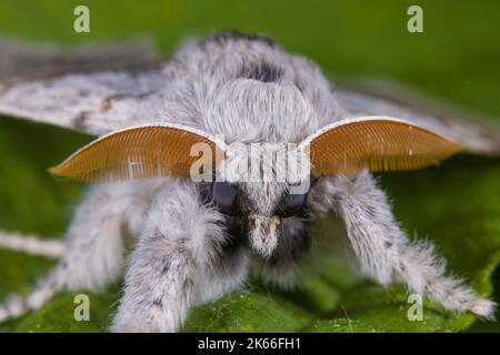 Blasser Zwickel, Rotschwanzmotte (Dasychira pudibunda, Olene pudibunda, Calliteara pudibunda, Elkneria pudibunda), Männchen sitzt auf einem Blatt, Deutschland Stockfoto