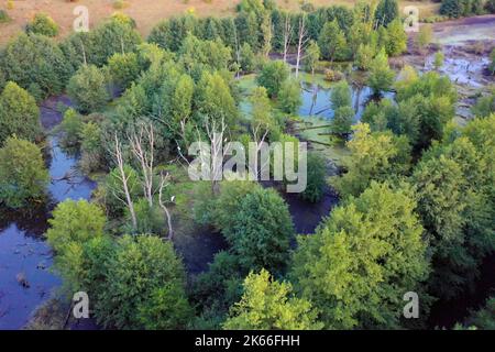 Silberreiher, Silberreiher (Egretta alba, Casmerodius albus, Ardea alba), Hellmoor, Feuchtgebiet, Bei niedrigem Wasser im September 2022 ruht der Silberreiher aus Stockfoto