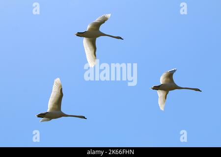 Stummer Schwan (Cygnus olor), drei stumme Schwäne im Flug am blauen Himmel, Blick von unten, Deutschland Stockfoto
