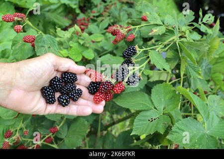Himbeere (Rubus fruticosus), Früchte in verschiedenen Reifestufen, Deutschland Stockfoto