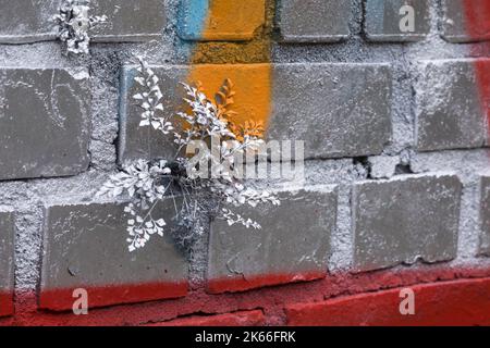 Wallrue spleenwort (Asplenium ruta-muraria), wächst an einer Wand, mit Graffiti besprüht, Deutschland Stockfoto