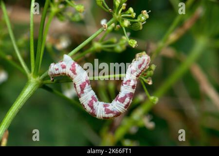 Kalkfleck-Mops (Eupithecia centaureata), Caterpillar auf einem Umbellifer, Deutschland Stockfoto