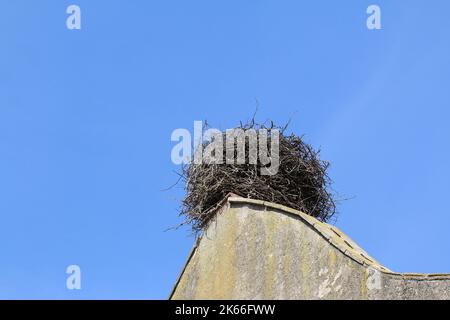 Weißstorch (Ciconia ciconia), Storch brütet auf einem Giegelrücken, Deutschland, Elsass Stockfoto