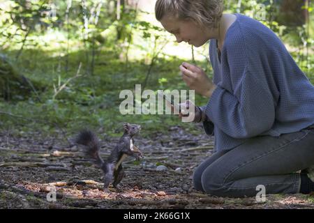 Europäisches rotes Eichhörnchen, eurasisches rotes Eichhörnchen (Sciurus vulgaris), Frau füttert Eichhörnchen im Wald mit Nüssen von der Hand und macht Fotos Stockfoto