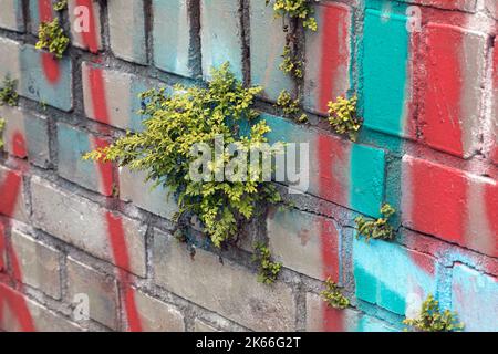 Wallrue spleenwort (Asplenium ruta-muraria), wächst an einer Wand, Deutschland Stockfoto