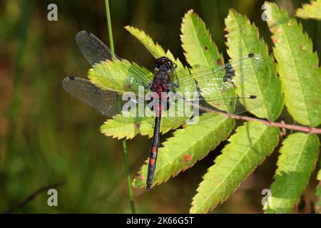 Weißgesichtige Rotkehlchen, weißgesichtige Libelle (Leucorrhinia dubia, Leucorhinia dubia), Männchen sitzt auf einem Blatt, Deutschland Stockfoto