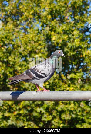 Haustaube, Wildtaube (Columba livia f. domestica), an einer Decke sitzend, Deutschland, Nordrhein-Westfalen Stockfoto