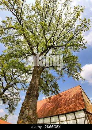 Kleinblättrige Linde, littleleaf linden, kleinblättrige Linde (Tilia cordata), Linde vor einem Fachwerkhaus, Deutschland Stockfoto