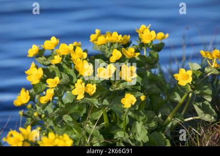 marsh Ringelblume (Caltha palustris), blüht am Ufer, Skandinavien Stockfoto