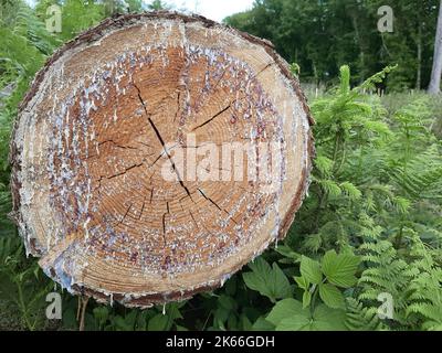 Gemeine Lärche, Europäische Lärche (Larix decidua, Larix europaea), Harzsekretion von der geschnittenen Seite eines Holzes, Deutschland Stockfoto