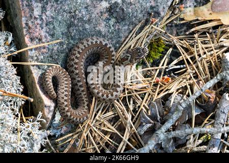 Adder, gemeine Viper, gemeine europäische Viper, gemeine Viper (Vipera berus), am Felsen, Skandinavien Stockfoto