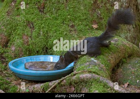 Europäisches rotes Eichhörnchen, eurasisches rotes Eichhörnchen (Sciurus vulgaris), trinken aus einer Trinkschale auf einer moosbedeckten Baumwurzel, Seitenansicht, Deutschland Stockfoto