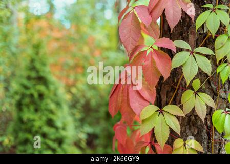 Rote und grüne Virginia kriechend Blätter wachsen auf Baum im Herbst Stockfoto