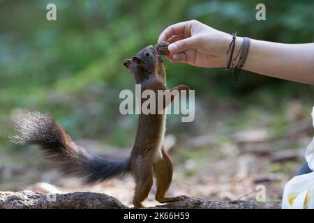 Europäisches Rothörnchen, Eurasisches Rothörnchen (Sciurus vulgaris), wird von Hand mit Walnuss gefüttert, Seitenansicht, Deutschland Stockfoto