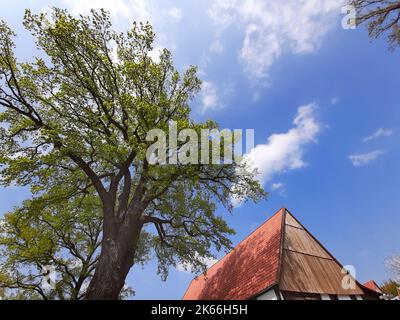 Kleinblättrige Linde, littleleaf linden, kleinblättrige Linde (Tilia cordata), Linde vor einem Fachwerkhaus, Deutschland Stockfoto