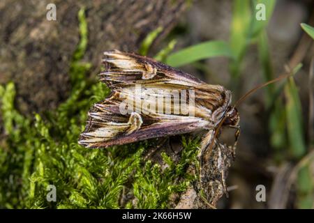 Purple Cloud (Actinotia polyodon), sitzend auf moosem Holz, Deutschland Stockfoto