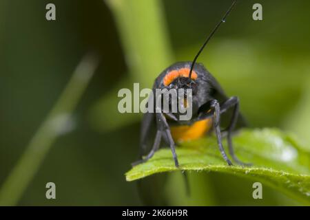 Rothaltiger Fußmann (Atolmis rubricollis), auf einem Blatt sitzend, Vorderansicht, Deutschland Stockfoto