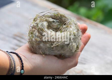 Vogelnest, beschichtet mit weichem Material aus einem Niststoffspender, Deutschland Stockfoto