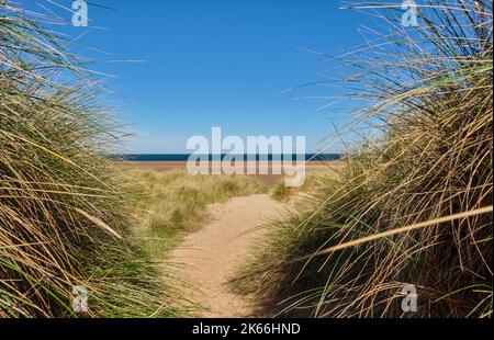 Pfad durch die Dünen von Holkham Bay, Holkham National Nature Reserve, Holkham, Norfolk Stockfoto