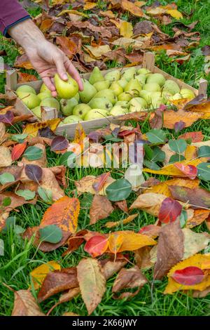 Ernte von Birnenfrüchten in einem Holzkorb Stockfoto