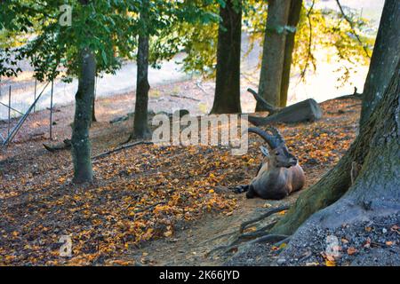 Iberischer Steinbock, spanischer Steinbock (Capra pyrenaica) im Wald von Ortenburg Stockfoto