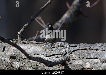 Dark-Eyed Junco (slate-coloured Junco) thront in einem Baum in New York Stockfoto