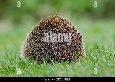 Westlicher Igel (Erinaceus europaeus) auf Gras. Rückansicht mit Anordnung der Dornen. Stockfoto