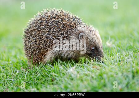 Der westliche Igel (Erinaceus europaeus) ist mit der Grashalm beschäftigt Stockfoto