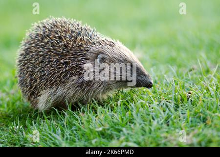 Der westliche Igel (Erinaceus europaeus) ist mit der Grashalm beschäftigt Stockfoto