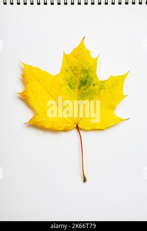 Gelbes Ahornblatt auf einem weißen Blatt Papier. Stockfoto