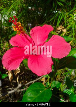 Eine vertikale Aufnahme eines chinesischen Hibiskus (Hibiscus rosa-sinensis) Stockfoto