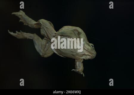 Titicaca-Wasserfrosch (Telmatobius culeus) in einem natürlichen Unterwasserlebensraum Stockfoto