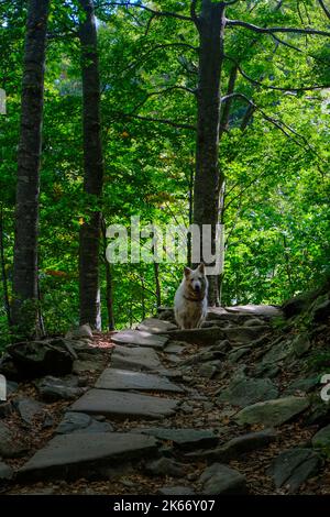 Weißer Schweizer Schäferhund im Wald. Aktivitäten im Freien mit einem Hund. Trekking Wandern mit Hund, Haustier Stockfoto