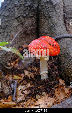 Fliege Pilze aus der Nähe im Herbstwald über die gefallenen gelben Blätter, Felsen im Moos. Herbst Natur Hintergrund Stockfoto