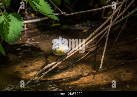 Grauer Bachstelzen-Vogel steht auf einem Ast mit getupftem Sonnenlicht über dem Wasser. Stockfoto