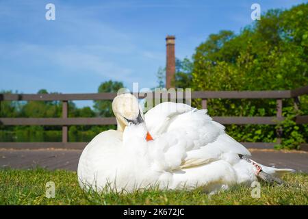 Nahaufnahme eines wilden, stummen Schwans aus Großbritannien (Cygnus olor), isoliert in einem Landschaftspark, der im späten Frühlingssonne Federn sät. Stockfoto