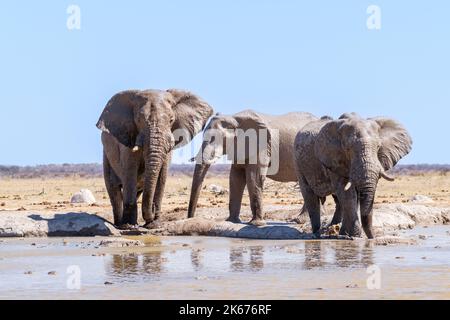 Elefanten (Loxodonta africana) 3 Tiere trinken an einer Wasserstelle. Nxai Pan, Botswana, Afrika Stockfoto