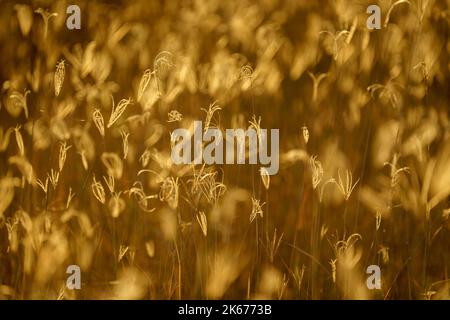 Nahaufnahme von Details von Grashalmen in goldenem Licht. Hwange-Nationalpark, Simbabwe, Afrika Stockfoto