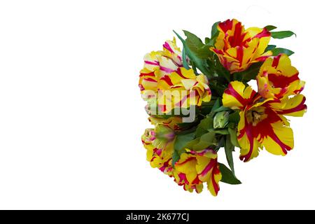 Ein Bouquet aus Papageientulpe mit Streifenmuster und gelben Blütenblättern mit weißem Hintergrund. Stockfoto