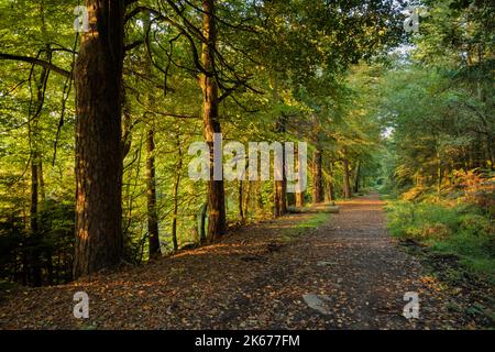 Waldweg in der Nähe von Trellech, Wales. Stockfoto