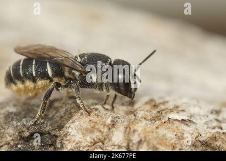 Nahaufnahme einer weiblichen kleinen Harzbiene, Heriades crenulatus in der Gard, Frankreich Stockfoto