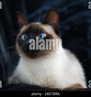 Ein Nahaufnahme-Porträt einer siamesischen Katze, die auf einer schwarzen Decke mit unscharfem Hintergrund liegt Stockfoto