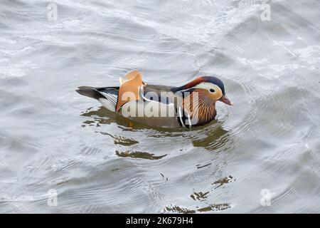 Unverkennbare männliche Mandarinente für Erwachsene auf Windermere, English Lake District Stockfoto