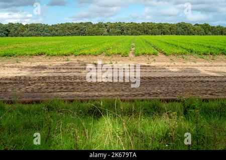 Karottenpflanzen Sutton Heath Suffolk Großbritannien Stockfoto