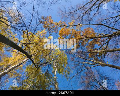 Herbst Herbst Baumkronen nach oben Blick aus dem Boden Stockfoto