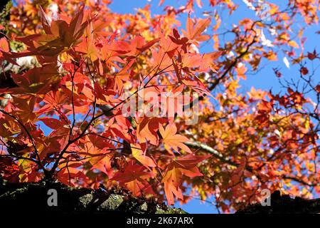 Japanische Acer Blätter färben sich im Herbst, Surrey, Großbritannien. Stockfoto